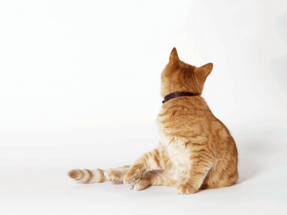 Brand Identity and Assets for Next Generation Pet Store and Pet